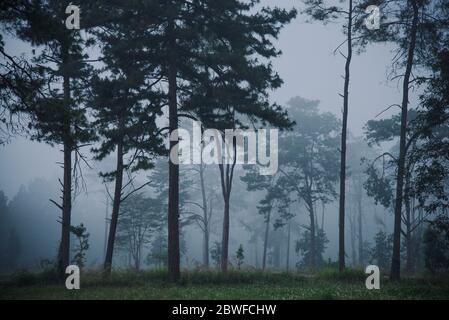 Grüner Kiefernwald in starkem Nebel Tag Stockfoto