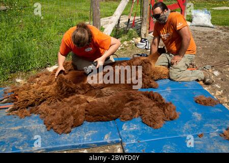 Männchen braun Alpaka auf der Seite liegen, um vom Winter Fleece Mantel abgeschert werden. Stockfoto