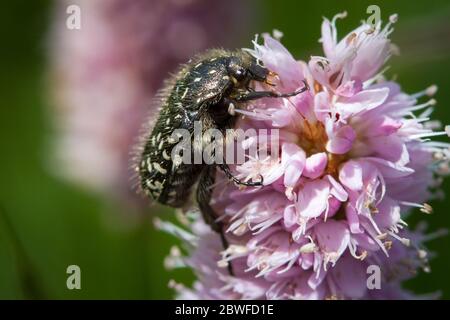 Oxythyrea funesta (Weißfleckiger Rosenkäfer / Trauer-Rosenkäfer) Stockfoto
