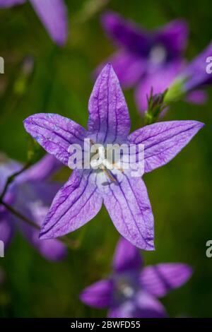 Campanula patula (Streublumenblume / Wiesen-Glockenblume) Stockfoto