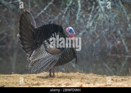 Wilde Türkei (Meleagris galopavo). Passende Anzeige von Tom. Anfang Frühling im Acadia National Park, Maine, USA. Stockfoto