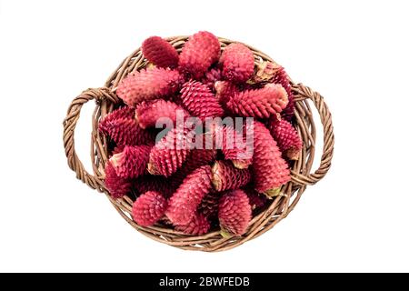 Junge Tannenzapfen in einem Korb auf weißem Hintergrund. Ein altmodischer Weidenkorb mit geernteten jungen Pinienzapfen für die Herstellung von hausgemachter Marmelade oder Sirup. Stockfoto