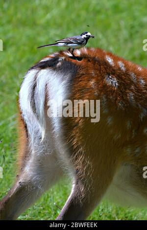 Damhirsch (Dama dama) mit der weißen Bachstelze (Motacilla alba) auf dem Rücken Stockfoto