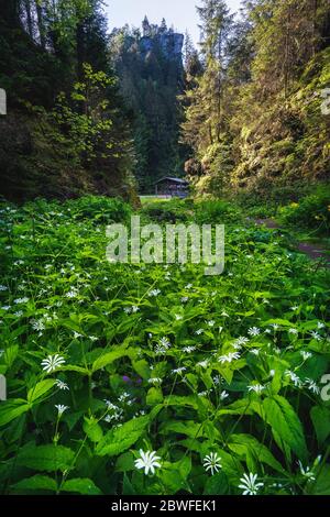 Ein kleiner Wasserfall, umrahmt von großen, mit Moos bedeckten Felsen in einem Wald mit umgestürzten Bäumen am Morgen im sächsischen Polenztal Stockfoto
