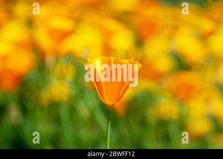 Kalifornische Mohnblumen blühen im Frühling Stockfoto