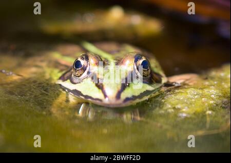 Frosch in einem See Stockfoto