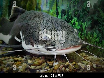 Wels Im Ocean Aquarium. Fisch Aus Dem Meer Im Aquarium. Rotschwanzwelse in einem Aquarium mit einer Wunde an der Lippe, Wels gefangen. Stockfoto