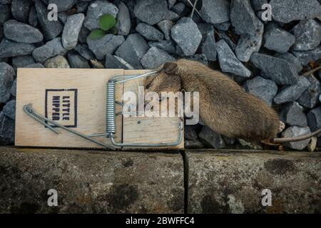 Tote Maus gefangen von Frühlingsfalle mit Getreide Köder Köder baited Stockfoto