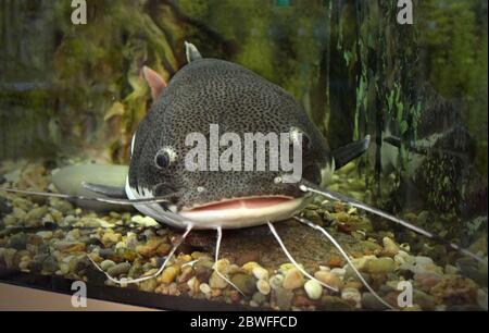 Wels Im Ocean Aquarium. Fisch Aus Dem Meer Im Aquarium. Rotschwanzwelse in einem Aquarium mit einer Wunde an der Lippe, Wels gefangen. Stockfoto