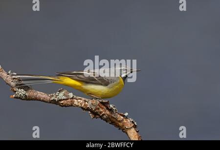 Graue Bachstelze, Motacilla cinerea, Männchen auf Zweig Stockfoto