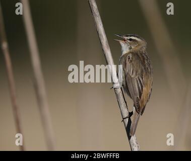 Sedge-Waldsänger, der aus einem Schilfstiel singt Stockfoto