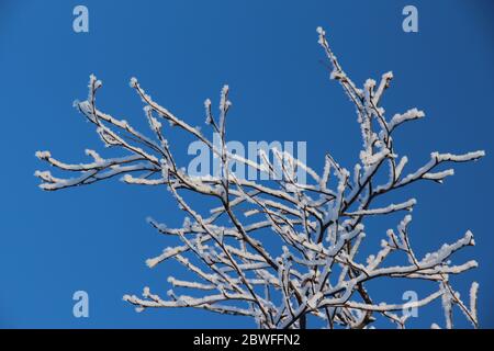 Schnee und Eis kristallisierten sich an Ästen, die wie Frühlingsblüten aussehen, im Morgenwintersonne am Abisko-See im Norden Schwedens Stockfoto