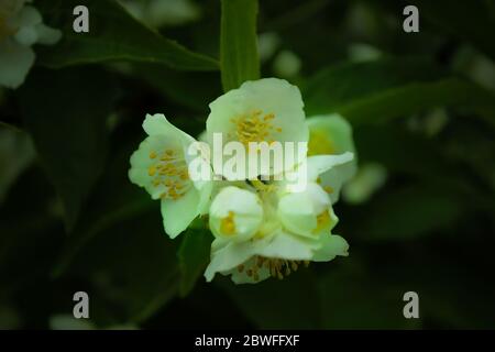 Ein paar Jasminblüten auf einem dunkelgrünen Hintergrund. Nahaufnahme. Selektiver Fokus. Stockfoto