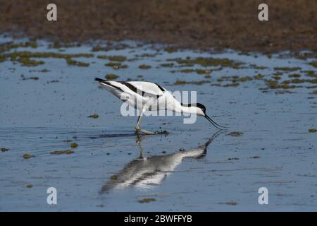 Avocet (Recurvirostra avosetta) Fütterung in flachem Wasser Stockfoto