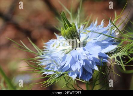 Nahaufnahme der schönen blassblauen Blüten von Nigella damascena auch bekannt als Liebe im Nebel. Mit Copyspace nach links. Stockfoto