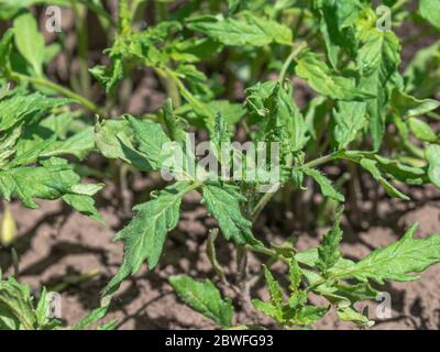 Beefsteak Tomatensamen, Solanum lycopersicum Stockfoto