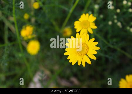 Gelbe Gänseblümchen im Fokus auf der Wiese. Beja, Portugal. Stockfoto