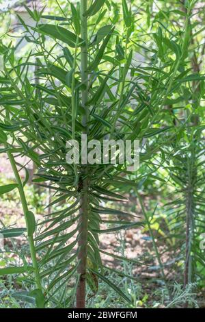 Gopher Spruge im Garten, Euphorbia lathyris Stockfoto