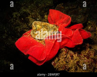 Nudibrannei in Rosenform an einem Riff in Puerto Galera auf den Philippinen. Diese Riffe haben eine hervorragende Artenvielfalt, gesund und voller Leben Stockfoto