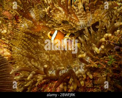 Clarks Anemonefisch, Amphiprion clarkii oder Gelbschwanz-Clownfish in seiner Heimat in einer stechenden Seeanemone in Puerto Galera, Philippinen Stockfoto