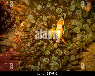 Clarks Anemonefisch, Amphiprion clarkii oder Gelbschwanz-Clownfish in seiner Heimat in einer stechenden Seeanemone in Puerto Galera, Philippinen Stockfoto