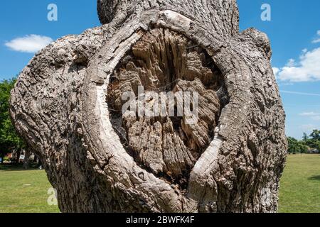 Nahaufnahme eines alten, toten Baumes, der zeigt, wo einst ein Zweig den Stamm verband. Stockfoto