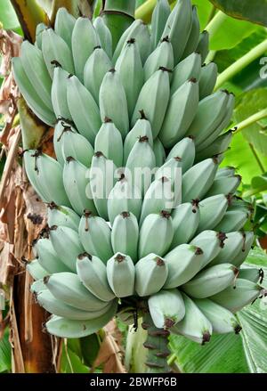 Bananen "Blue Java" , auch bekannt als "Ice Cream Banana Tree" Reifung ...