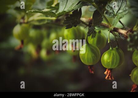 Grüner Zweig mit vier roten reifen frischen Stachelbeerbeeren mit grünen Blättern ist auf einem schönen verschwommenen Hintergrund in. Ein Garten im Sommer. Selektiver Fokus Stockfoto