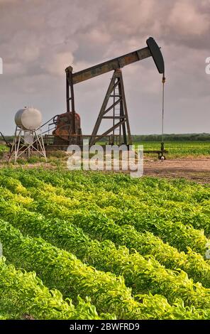 Pumpenheber an Ölbrunnen in einem milo-Maisfeld in der Nähe von Alice, Gulf Coast Region, Texas, USA Stockfoto