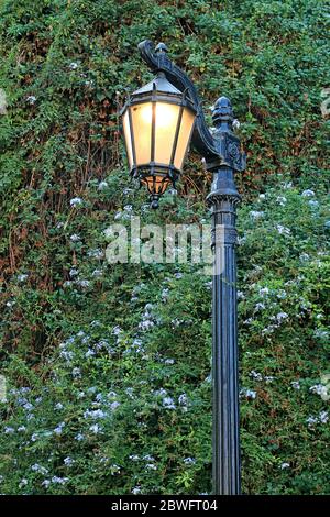 Altmodische Straßenlampe mit blauen Plumbago Blühenden Sträuchern im Hintergrund Stockfoto