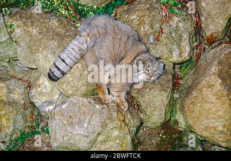 Pallas' Cat (Otocolobus manul), die vom Iran bis nach Westchina reicht. Stockfoto