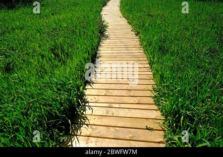Holzboardweg durch grünes Schilf, norfolk, england Stockfoto