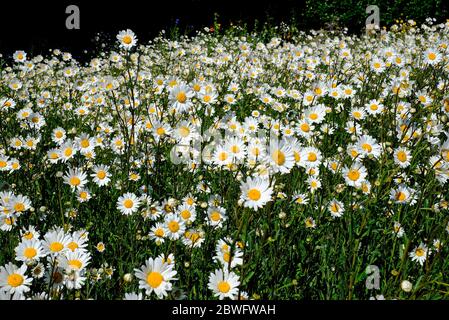 Ochsengaisies in Feld, Nord norfolk, england Stockfoto