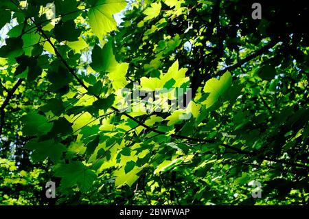 Frühlingsgrüne Platanenblätter auf Baum, norfolk, england Stockfoto