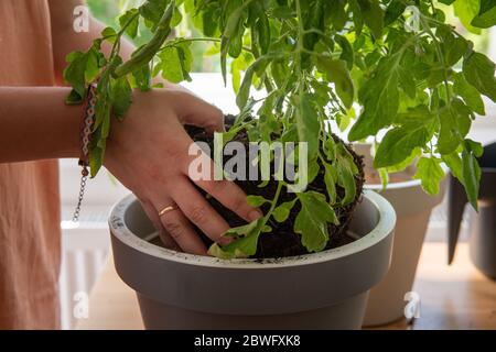 Die Tomatenpflanze in einem größeren Topf repotting. Tomatenpflanze wird von einer jungen Frau mit einem Ehering gehalten. Stockfoto