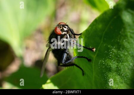 Exotische Fruchtfliege Drosophila Diptera Insekt auf Anlage Stockfoto