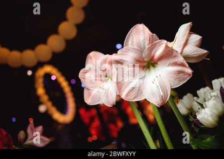 Hibiskus in einer transparenten Vase Stockfoto
