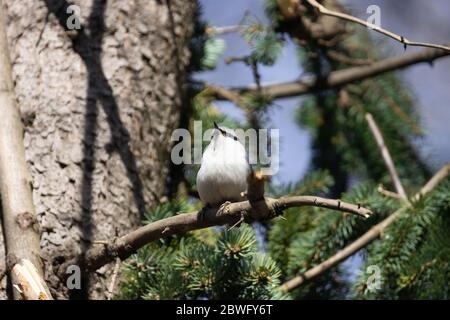 Weißbrustvogel in seiner Umgebung. Stockfoto