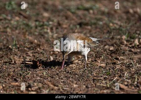 Ein Lieddrossel zieht einen langen Wurm aus dem Boden. Feldfare essen Regenwurm im Gras. Stockfoto