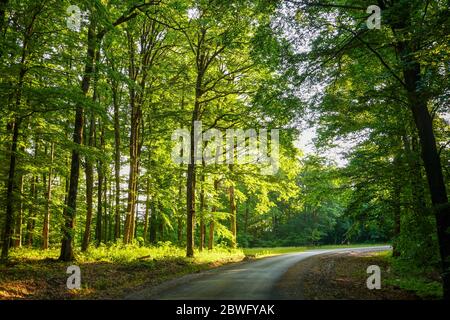 Spätsommersonnendurchbruch durch die Bäume auf einer mystischen Spur. Stockfoto