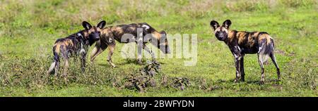 Gruppe afrikanischer Jagdhunde (Lycaon pictus), Ngorongoro Conservation Area, Tansania, Afrika Stockfoto