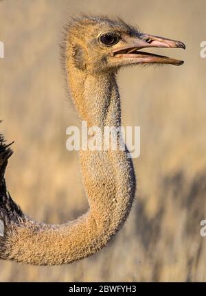 Kopfaufnahme von Strauß (Struthio camelus), Kgalagadi Transfrontier Park, Namibia, Afrika Stockfoto