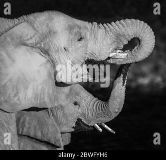 Zwei Elefanten, Etosha Nationalpark, Namibia, Afrika Stockfoto