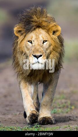 Löwe (Panthera leo) zu Fuß in Richtung Kamera, Ngorongoro Conservation Area, Tansania, Afrika Stockfoto