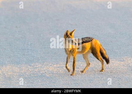 Schwarzrückenschakal (Canis mesomelas), Kgalagadi Transfrontier Park, Namibia, Afrika Stockfoto