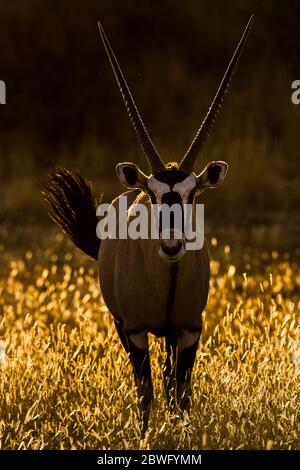 Männlicher Gemsbok oder Oryx (Oryx Gazella), Kgalagadi Transfrontier Park, Namibia, Afrika Stockfoto