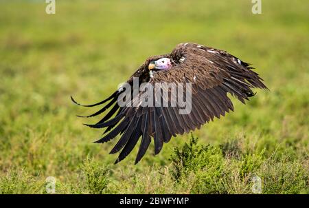 Lappentgeier oder Nubischer Geier (Torgos tracheliotos), der über Gras fliegt, Ngorongoro Conservation Area, Tansania, Afrika Stockfoto