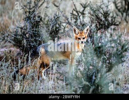 Kap Fuchs (Vulpes chama), Kgalagadi Transfrontier Park, Namibia, Afrika Stockfoto