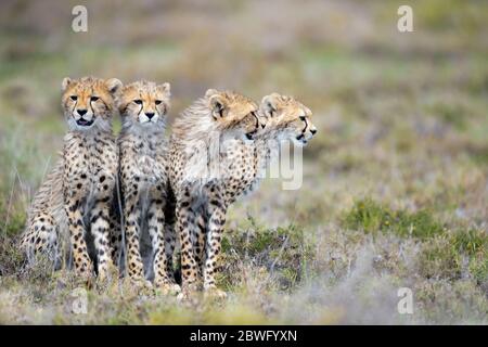 Gruppe von vier Geparden (Acinonyx jubatus), die zusammen sitzen, Ngorongoro Conservation Area, Tansania, Afrika Stockfoto