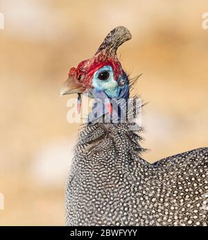 Nahaufnahme von Gemetzelhuhn (Numida meleagris), Etosha Nationalpark, Namibia, Afrika Stockfoto